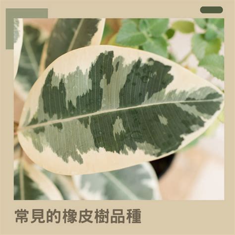 橡膠樹盆栽|橡皮樹的養殖與護理：打造健康的室內樹 